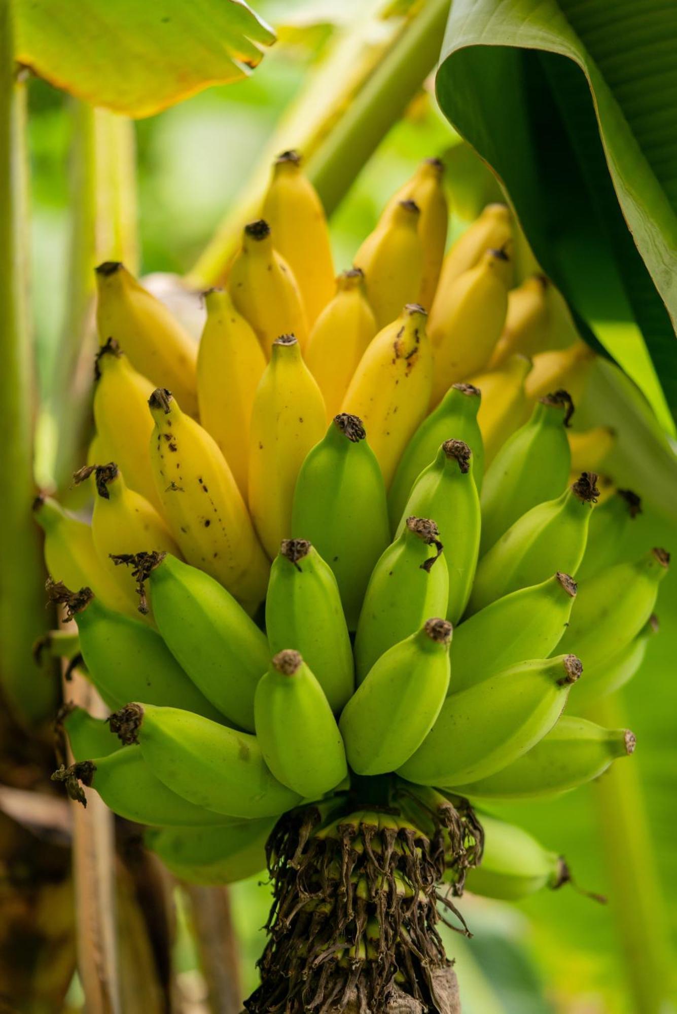 Jungle Haven Ocean Front Eco Villa On Fruit Farm Pahoa Екстер'єр фото