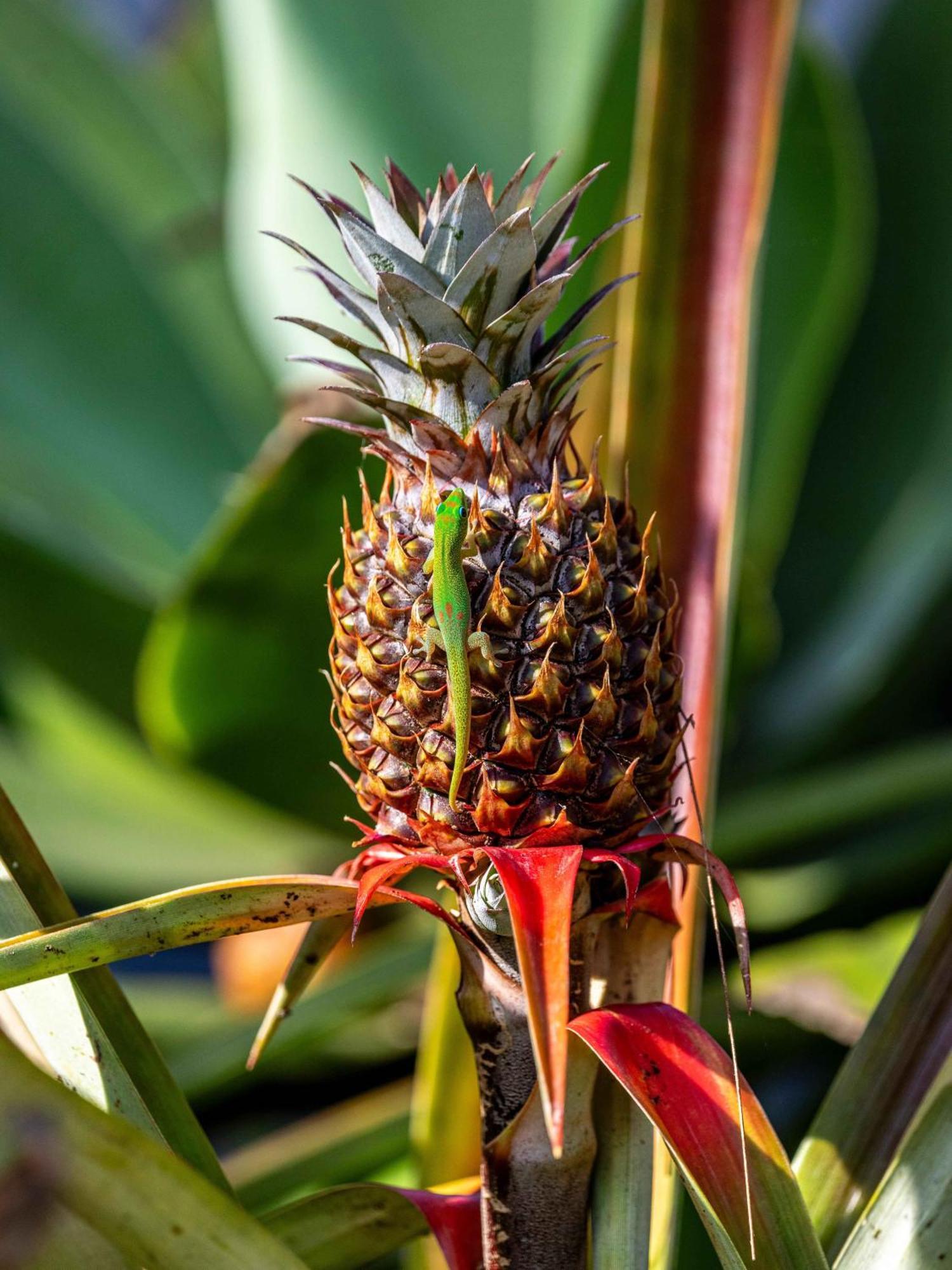Jungle Haven Ocean Front Eco Villa On Fruit Farm Pahoa Екстер'єр фото